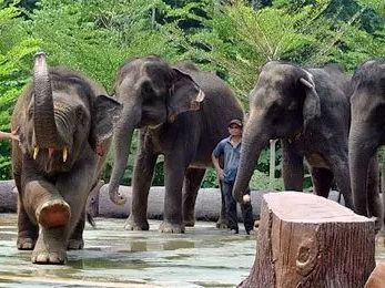 Elephant Sanctuary and Batu Caves Tour